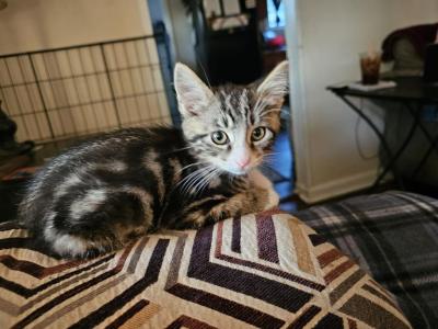 Phelps - Domestic - Gallery Photo #1