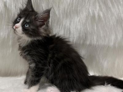 Mia - Maine Coon - Gallery Photo #1