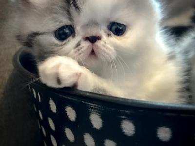 Persian Kittens - Persian - Gallery Photo #1