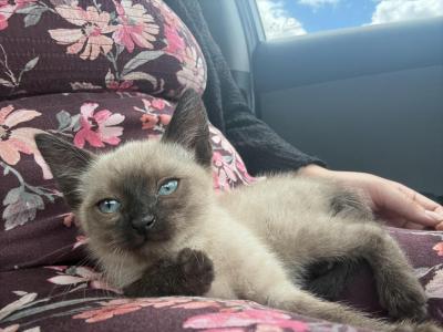 Missy - Siamese - Gallery Photo #1