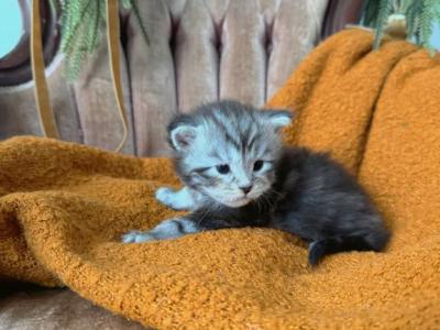 Apollo - Maine Coon - Gallery Photo #1