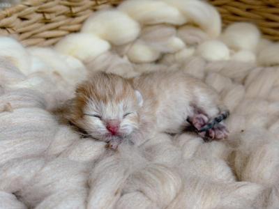 Golden Shaded British Shorthair Boy - British Shorthair - Gallery Photo #1