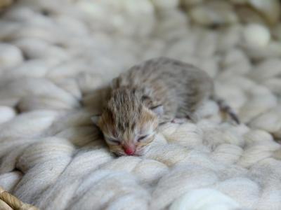 Chocolate Golden British Shorthair Girl - British Shorthair - Gallery Photo #1