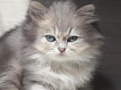 Misty Fluffy Female - British Shorthair - Gallery Photo #1