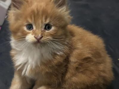 Sunny - Maine Coon - Gallery Photo #1