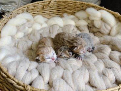 Litter Of Papered British Shorthair And Longhair K - British Shorthair - Gallery Photo #1