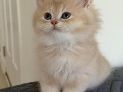 Biscuit Longhair Boy - British Shorthair - Gallery Photo #1