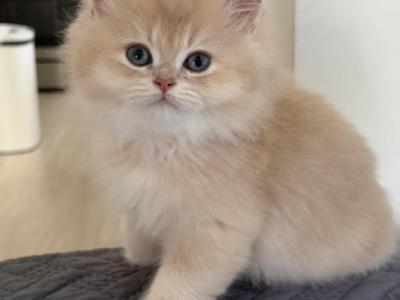 Cream Golden Longhair Boy - British Shorthair - Gallery Photo #1