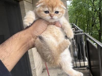 Mimi - Scottish Fold - Gallery Photo #1