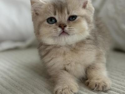 Cherry Bear Girl - British Shorthair - Gallery Photo #1