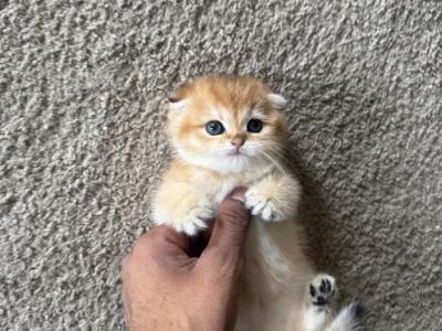 Leo - Scottish Fold - Gallery Photo #1