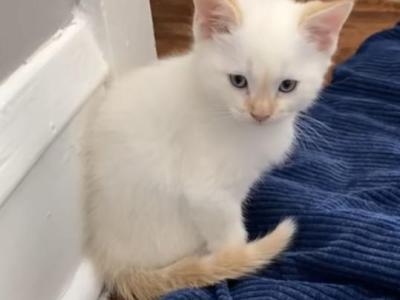 Fiona - Siamese - Gallery Photo #1