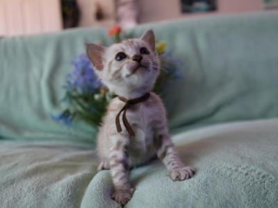 Brown Collar Snow Mink Boy - Bengal - Gallery Photo #1