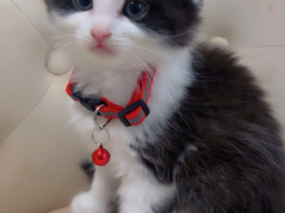 Beautiful Kitten Ready  For A Home - American Longhair - Gallery Photo #1