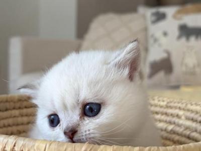 Scottish Fold Or Straight Kittens - Scottish Fold - Gallery Photo #1