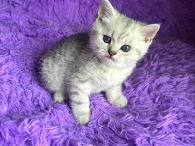 Max1 - Scottish Fold - Gallery Photo #1