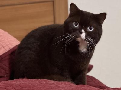 Caspian - British Shorthair - Gallery Photo #1