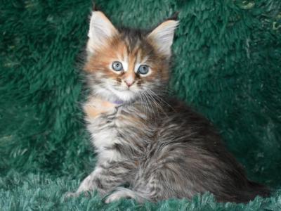 Maine Coon Kittens  TICA Registered - Maine Coon - Gallery Photo #1