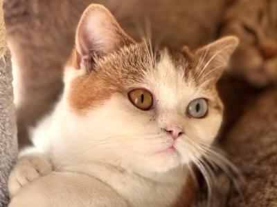Mosaic - British Shorthair - Gallery Photo #1