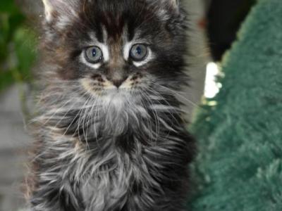 Maine Coons Ready Now TICA Registered - Maine Coon - Gallery Photo #1