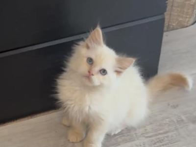 Red Collar - Ragdoll - Gallery Photo #1