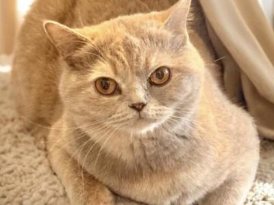 Gia - British Shorthair - Gallery Photo #1