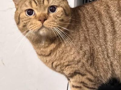 Ambrose - British Shorthair - Gallery Photo #1