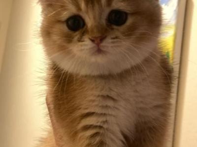 Hazel - Scottish Straight - Gallery Photo #1
