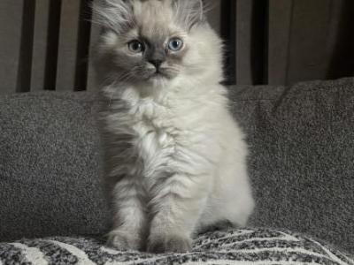 Persian Himalayan Kittens - Persian - Gallery Photo #1