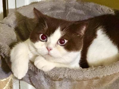 Vienna - British Shorthair - Gallery Photo #1