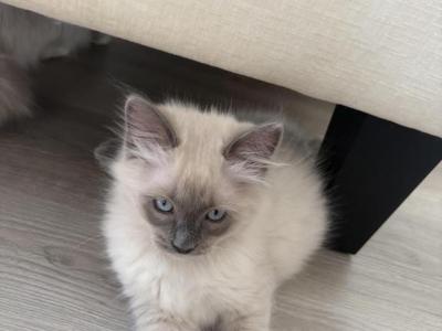 Ragdoll Kittens - Ragdoll - Gallery Photo #1