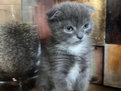 Oscar - Scottish Fold - Gallery Photo #1