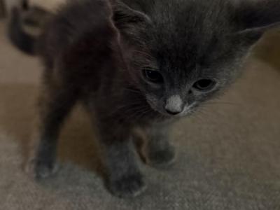 Kitten Russian Blues - Russian Blue - Gallery Photo #1