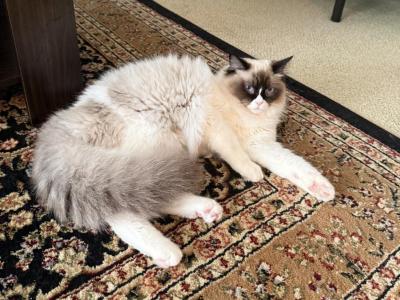 Rick - Ragdoll - Gallery Photo #1