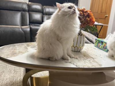 Luna - Ragdoll - Gallery Photo #1