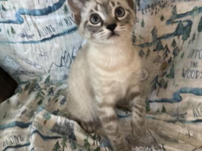 Oreo - Japanese Bobtail - Gallery Photo #1