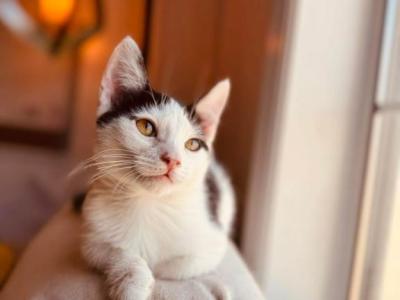 Oreo - Munchkin - Gallery Photo #1