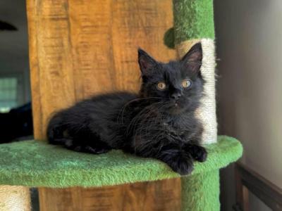 Midnight - Munchkin - Gallery Photo #1