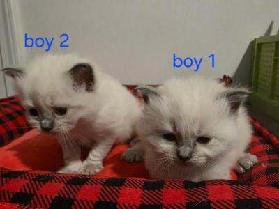 Sammy's Litter - Ragdoll - Gallery Photo #1