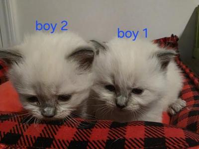 Sammy's Boys - Ragdoll - Gallery Photo #1