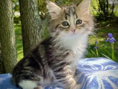 Opal C Litter Clarence - Siberian - Gallery Photo #1