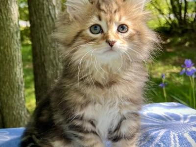 Opal C Litter  Clyde - Siberian - Gallery Photo #1