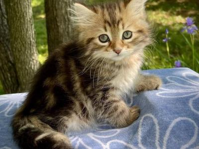 Opal C Litter  Clover - Siberian - Gallery Photo #1