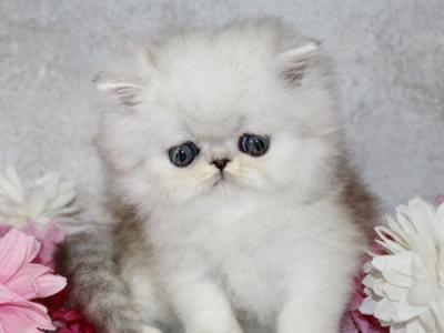 Alvin - Persian - Gallery Photo #1