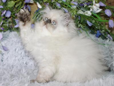 Tula - Persian - Gallery Photo #1