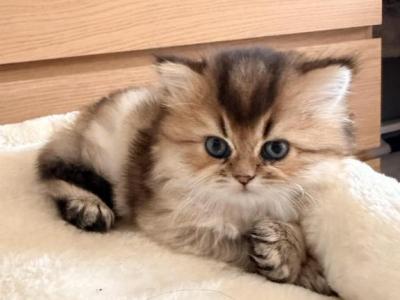 Jerry - Persian - Gallery Photo #1