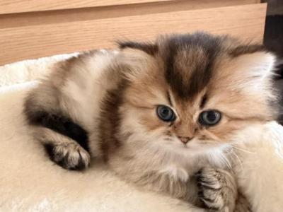 LEO - Persian - Gallery Photo #1