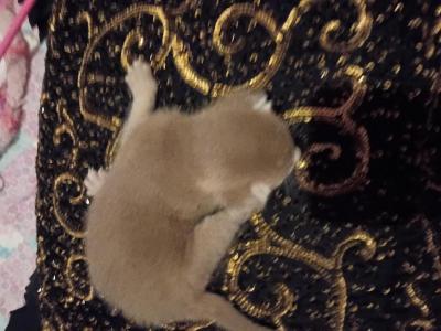 Tickle Me Fawn - Abyssinian - Gallery Photo #1