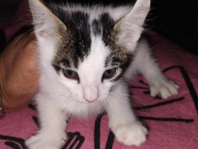 Fiona - Turkish Van - Gallery Photo #1