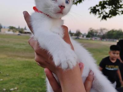 Krypto - Turkish Van - Gallery Photo #1